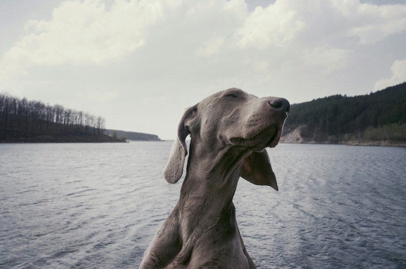 This pup is bracing himself to learn about the side effects. 