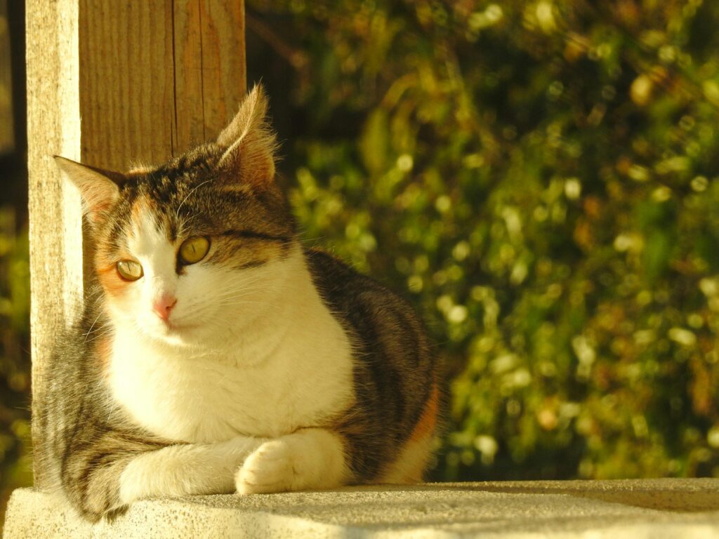 This cat's wondering if they need physical therapy. 