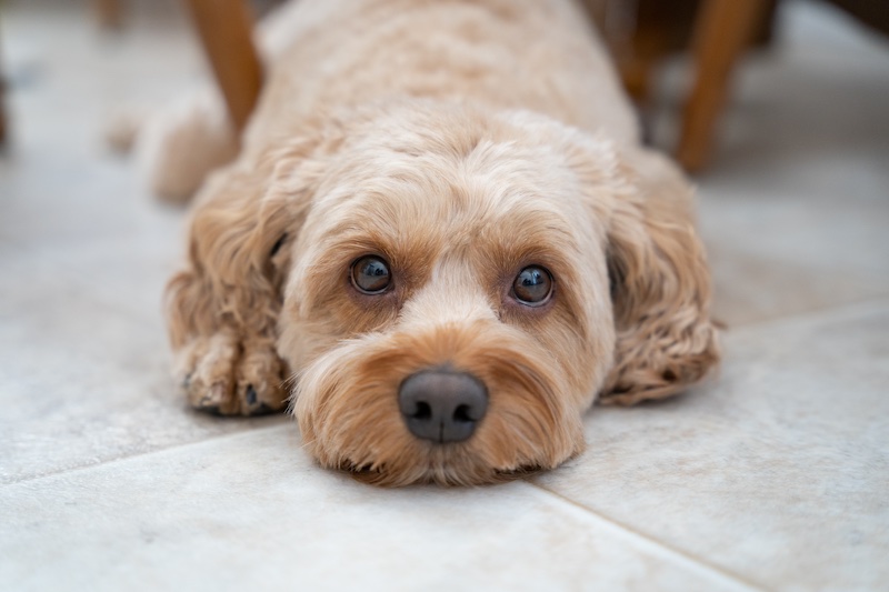 #3 most suitable for seniors: Cockapoo