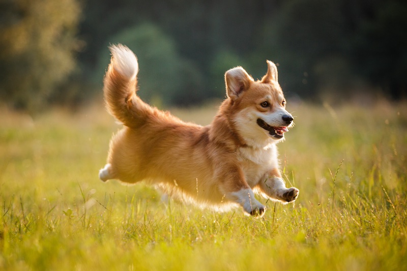 #4 most suitable for seniors: Corgi