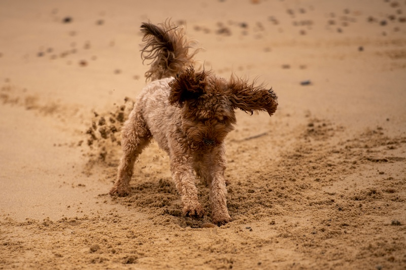 This pup loves to dig. 