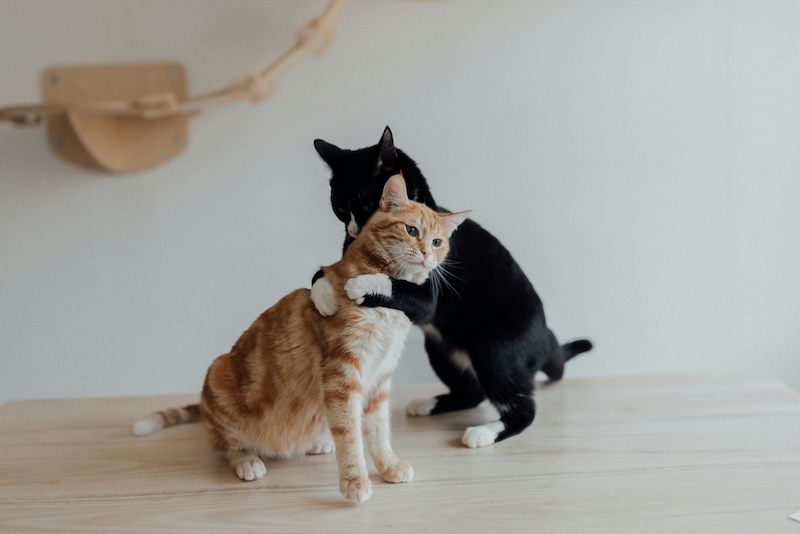 These cats are comforting each other after receiving their vaccines.