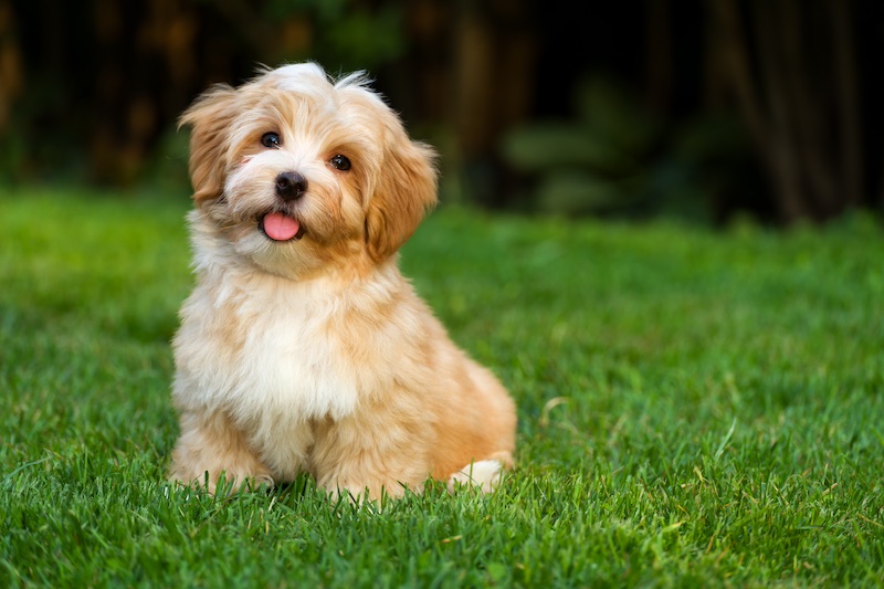 #7 most suitable for seniors: Havanese