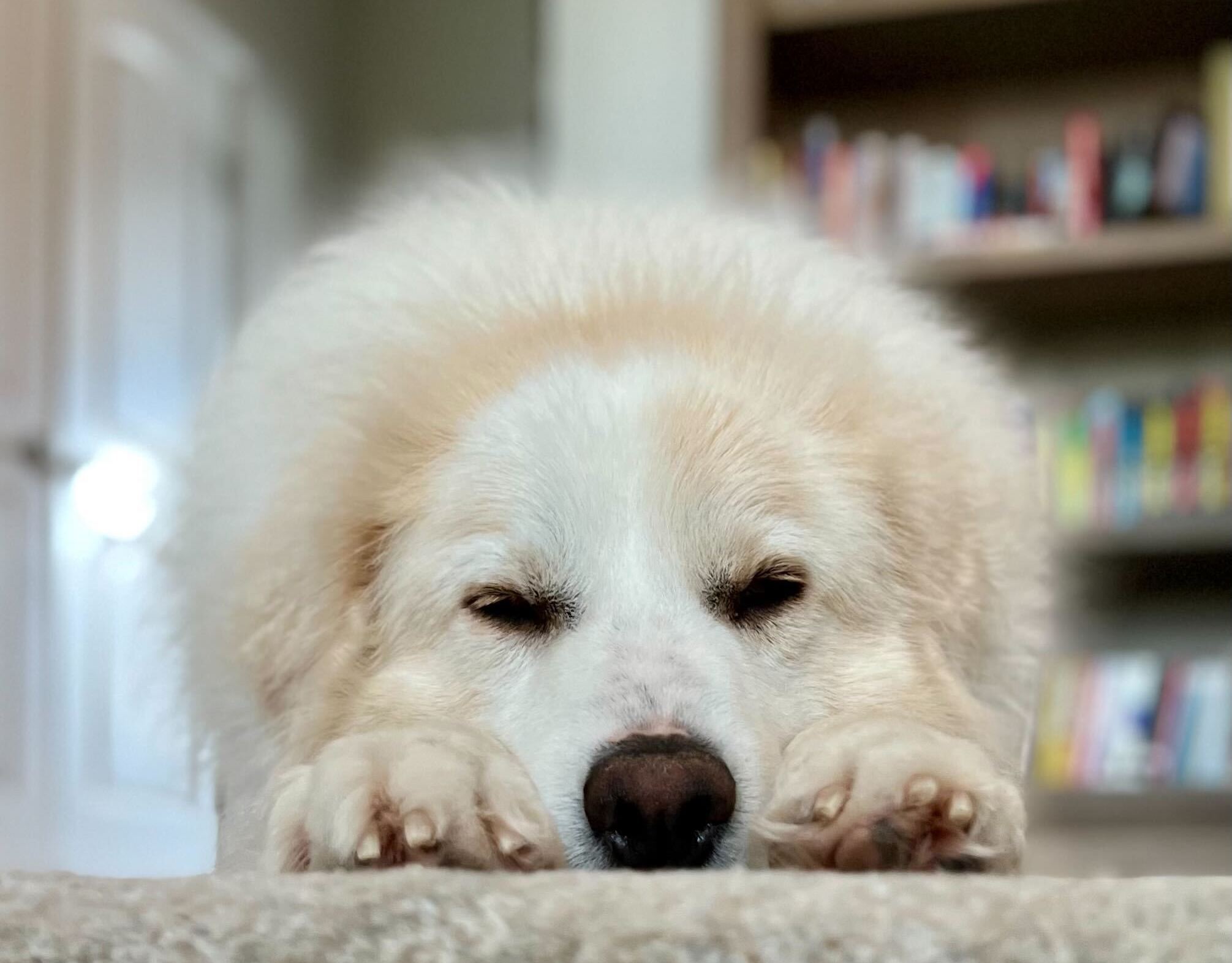 dog sleeping positions - lion pose