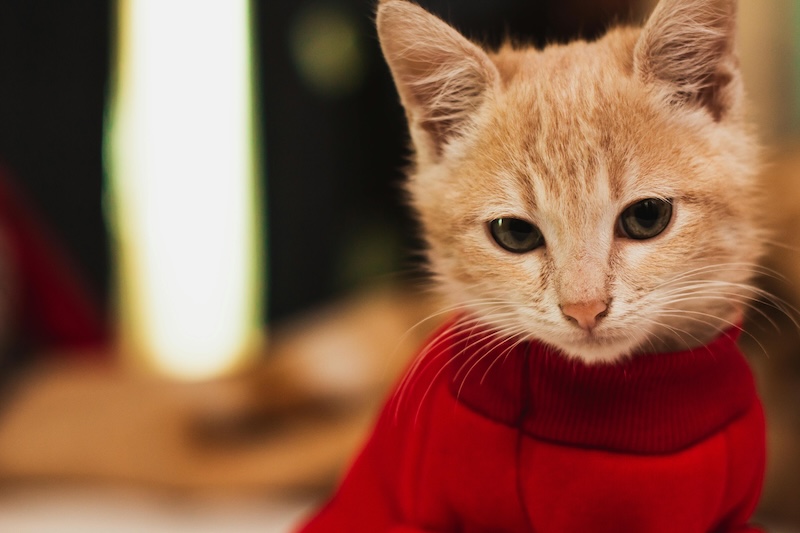 Stylish and chic names for the trendiest of felines