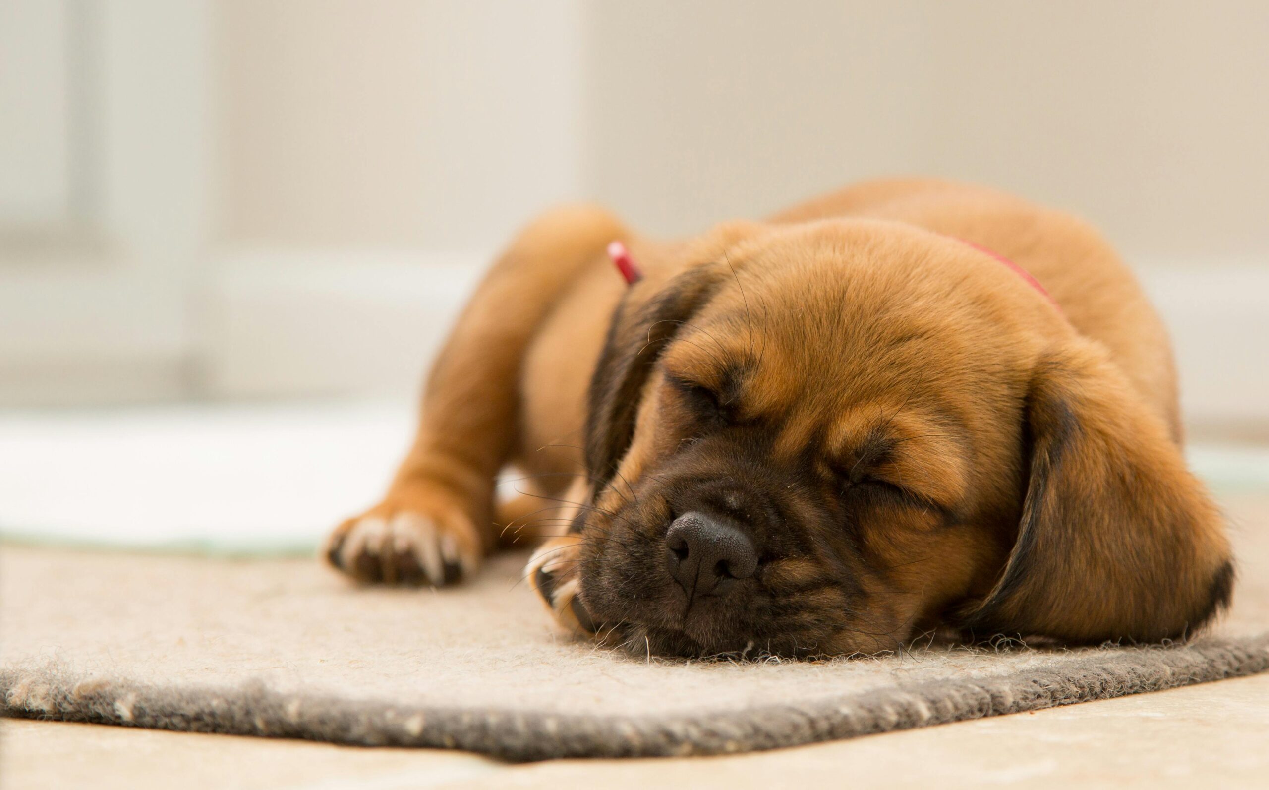 How Much Do Puppies Sleep?