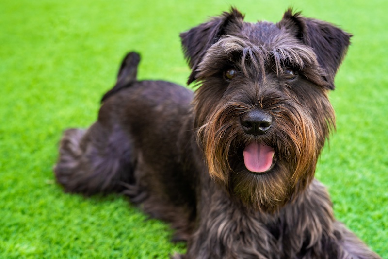 #8 most suitable for seniors: Schnauzer