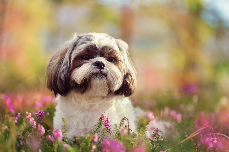 #1 most suitable for seniors: Shih Tzu