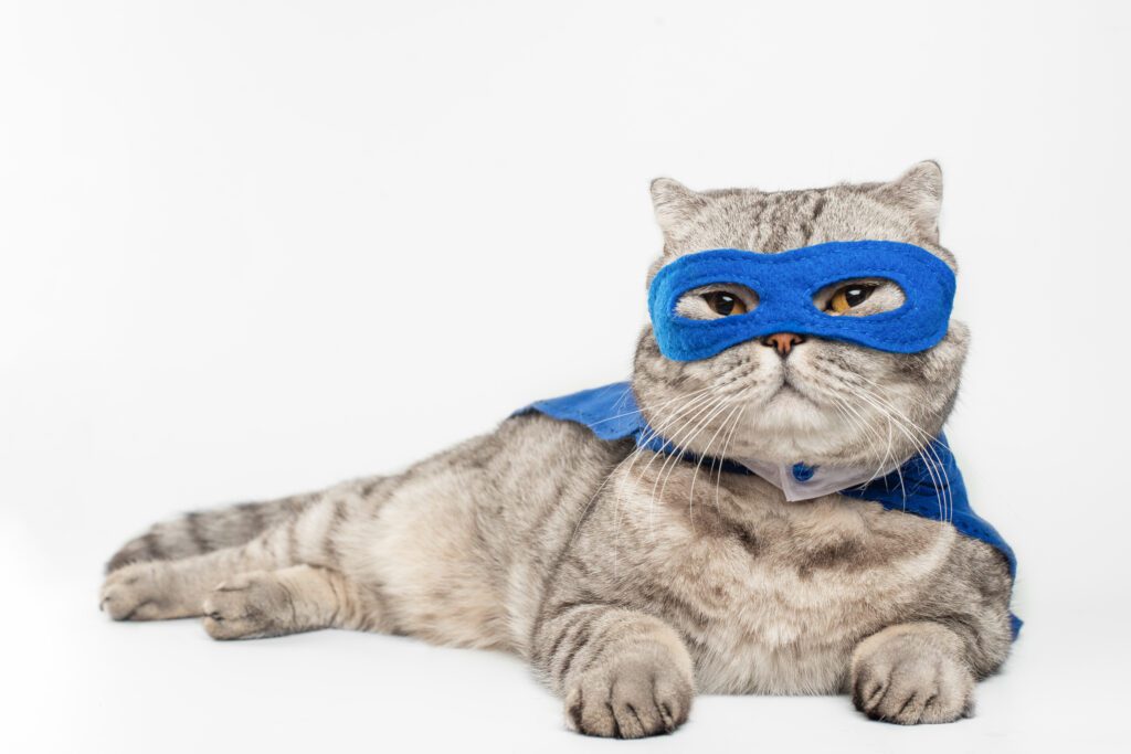 Superhero inspired names for your badass cat