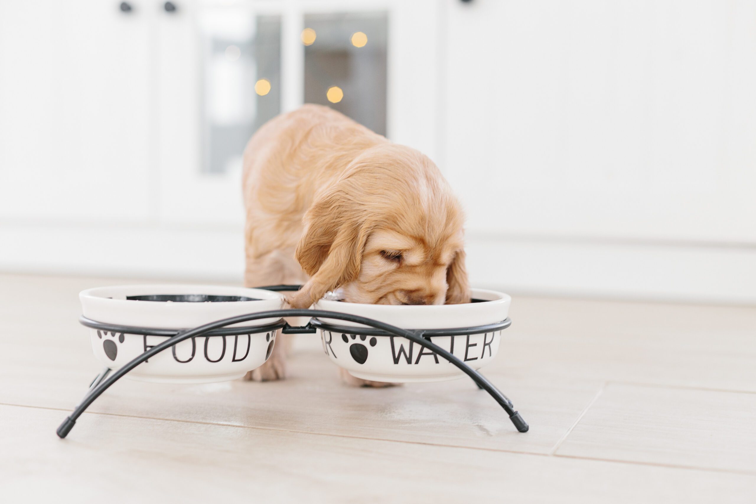 How Much Water Should My Puppy Drink?