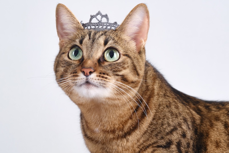 Royal cat names inspired by Disney princesses