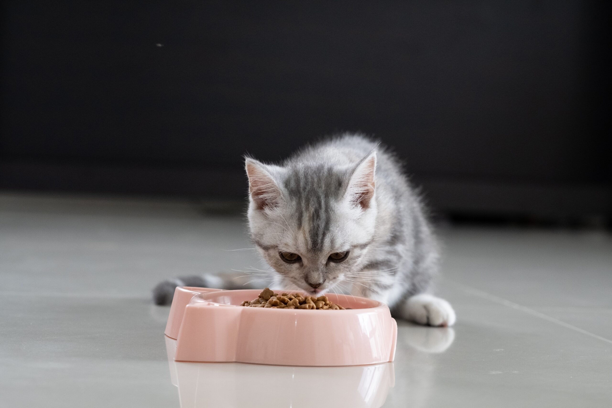 How Much Should I Feed My Kitten?