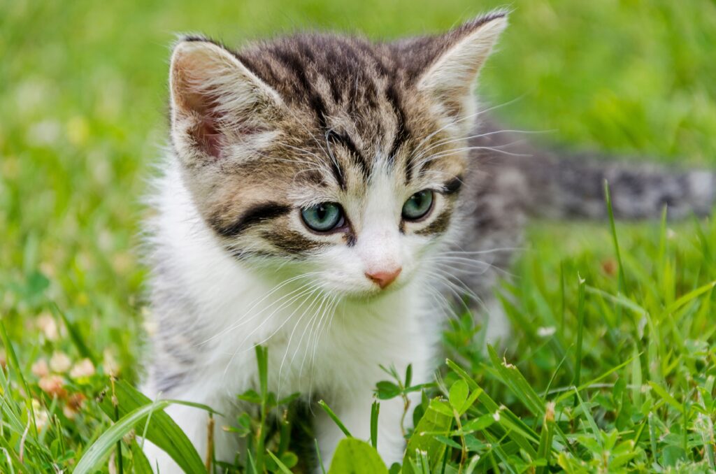 Earthy names for nature-loving kittens