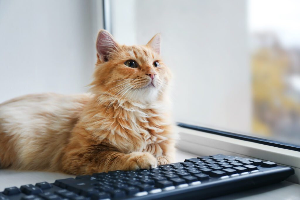 Cyber names for your tech-savvy cat