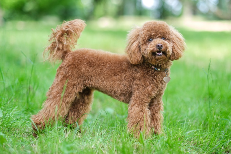 #2 most suitable for seniors: Poodle