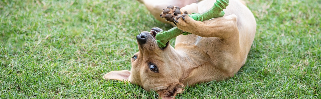 15 adorable mixed breed dogs