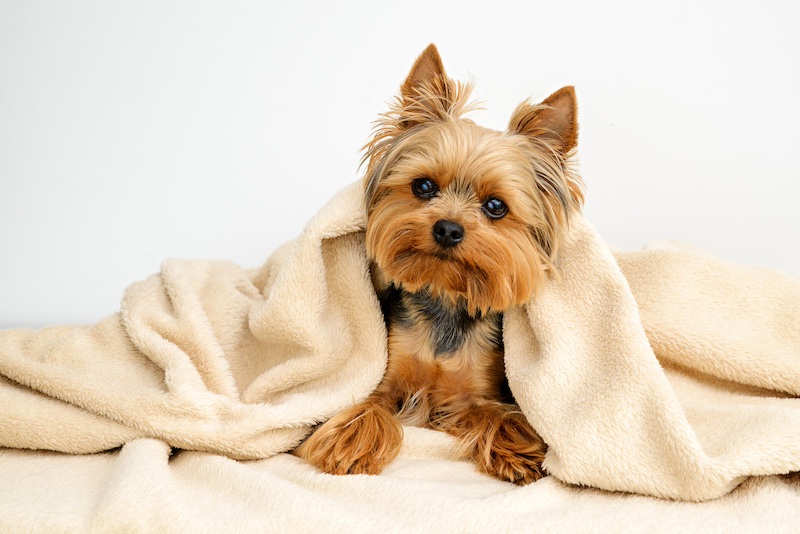 #4 most suitable for seniors: Yorkie